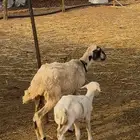 رخل منتوج
