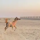 حصان شعبي أشقر