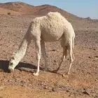 بكره مفروده طيبة