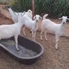 جفار للبيع