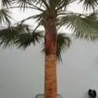 نخل صناعي ب 450 الوحده