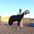 الفحل العملاق ولد المليون
