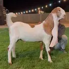 جفر هولندي مشروع فحل خصم لاهل النظر