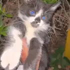 قطه صغيره كيتن للتبني