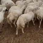 خرفان مناسبات