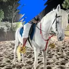 حصان شعبي أصفر كفو