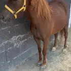فرس سيسيه للبيع.