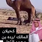 بعير احمر ساحلي كفو للبيع