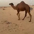قعود فحل