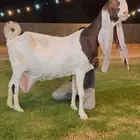 تم البيع عنز. هولنديه خصم دافع قريبه ولاد على فحل كفووو