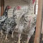 ازواج واطقم كوشامو ألماني قزم