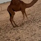 للبيع قعود العمر فوق 5 اشهر