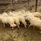 طليان حري شعره وطرف سمان شحم مناسبات
