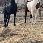 فحول وعنقان للبيع