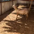 ساكني ولاد الديره