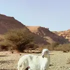 شاة حرية حرشا تحتها طلي