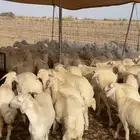 للبيع 100 راس رخال مقنى صنف