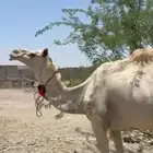 للبيع ركبي سوداني حر مكة الحساني