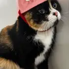 قطه للتبني