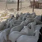 للبيع بهم تربيه فاخر