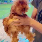 دجاج قطني ( اساس خوارج )