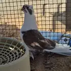 للبيع حمام شامي