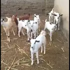 خبيش