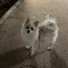 انثى بومرينيان 10 شهور