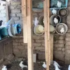 حمام فرنسي لاحم عدد 17 زوج للبيع