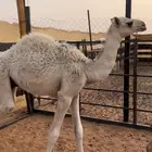 مطلوب حشو تربيه العدد مفتوح