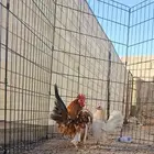 سيراما