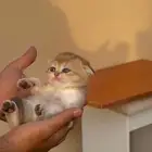 للبيع سكوتش قولد بيور