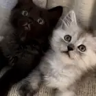 قط صغير شيرازي