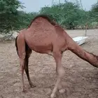 قعود لباني
