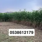مركز خيم