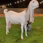 عنز هولنديه خصم. دافع جرم طيب