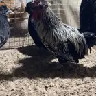ديك حباحب
