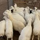 للبيع ذبائح فل شحم