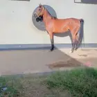 فرس شعبيه كفو