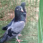 سيبي والا طبات