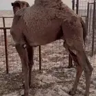 شرق المدينة المنوره