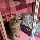 قط ذكر كتن شيرازي