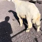 طلي ذبيحه