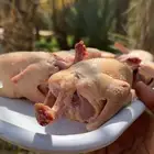 فراخة حمام فرنسي