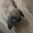 الخبر