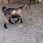تيس للبيع