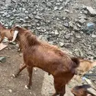 تيس فحل