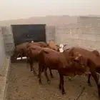حسايل بلدي مراح واحد