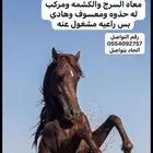 خيل للبيع