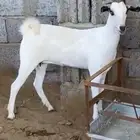 جفرة بيشية فاخرة